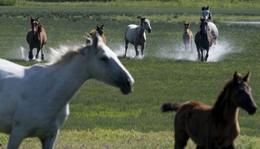 From Seville: Doñana Natural Park, El Rocio and Matalascañas - How This 10-Hour Route from Seville Gets You Three Experiences