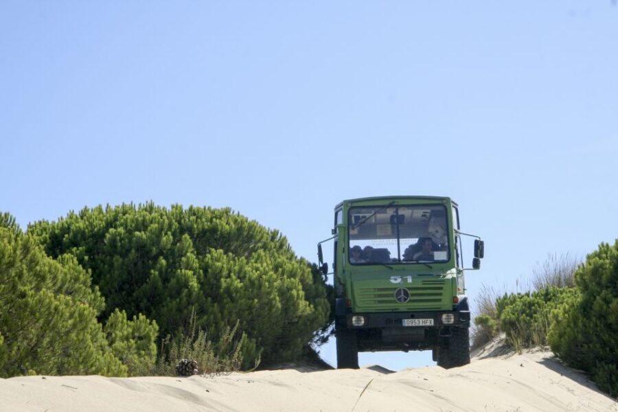 From Seville: Doñana Natural Park, El Rocio and Matalascañas - Wildlife Viewing in Doñana: Realistic Expectations (and Better Chances)