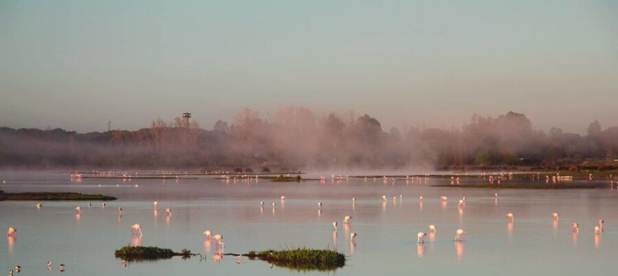 From Seville: Doñana Natural Park, El Rocio and Matalascañas - El Rocío Village: Pilgrimage Atmosphere Without Needing to Go in May