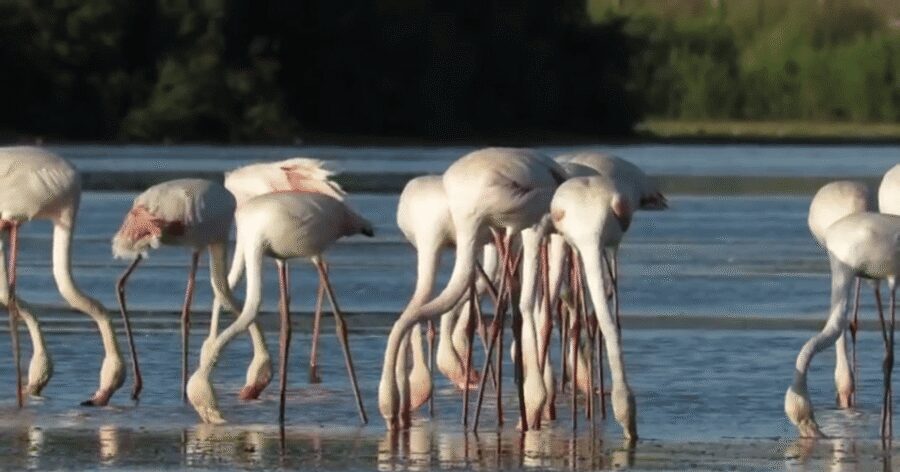 From Seville: Doñana Natural Park, El Rocio and Matalascañas - Matalascañas Beach Free Time: The Point Where You Stop “Doing” and Start Resting