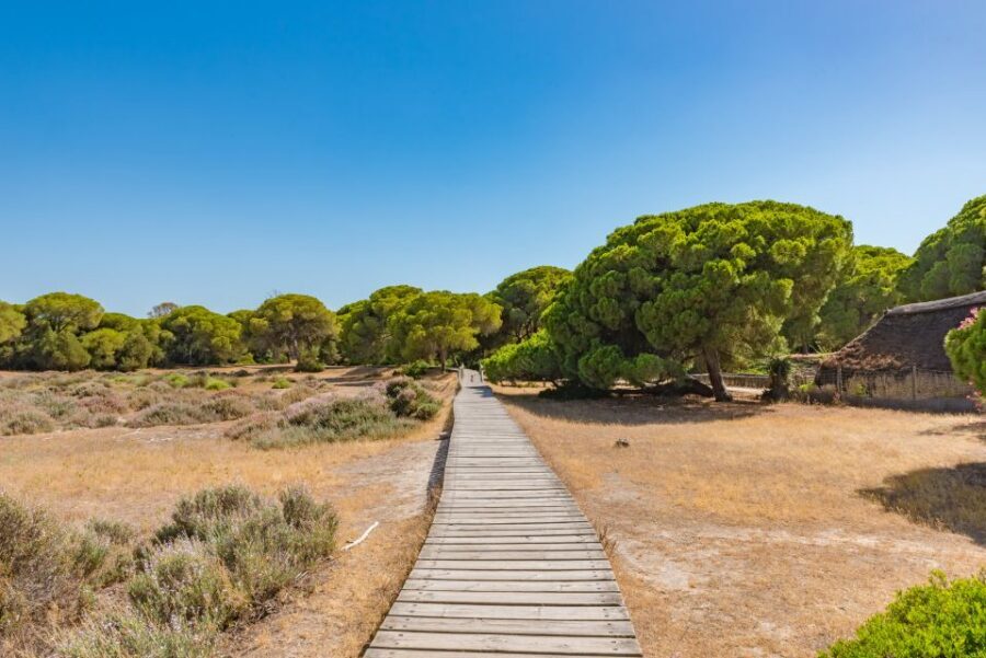 From Seville: Doñana Natural Park, El Rocio and Matalascañas - Price and Value from Seville: Is $105 a Fair Deal?