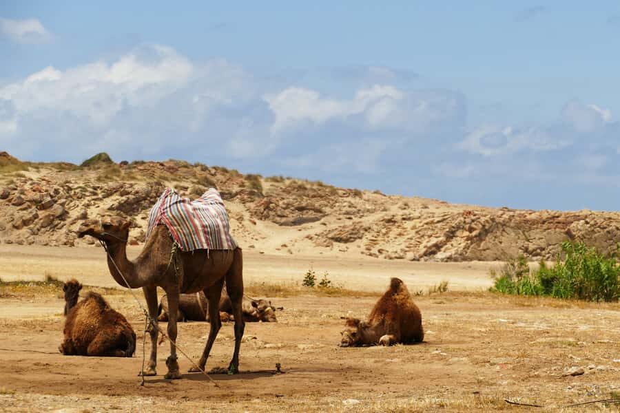 From Seville: Full-Day Tour to Tangier - Cap Spartel Lighthouse: coastline views near the tip of the action