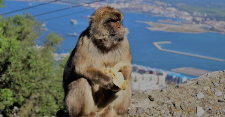From Seville: Full-Day Trip to Gibraltar - Casemates Square and Main Street: where the time actually goes
