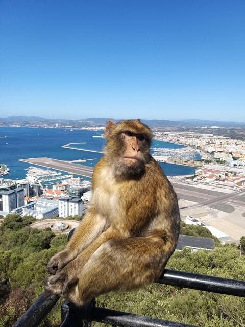 From Seville: Full-Day Trip to Gibraltar - The Rock of Gibraltar: the Nature Reserve stops you’ll remember
