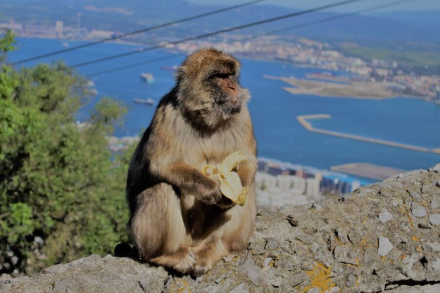 From Seville: Full-Day Trip to Gibraltar - Sunday option: why Tarifa changes the whole feel