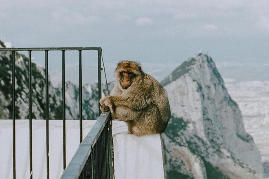 From Seville: Gibraltar Day Trip - Why Gibraltar Feels Like a Day Trip From Another Planet