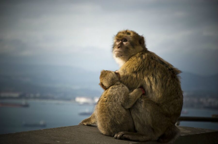 From Seville: Gibraltar Sightseeing Tour - Punta de Europa: Europe’s southernmost views you can actually photograph