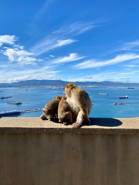 From Seville: Guided Day Trip to Gibraltar - Gibraltar in One Day: How the 8 Hours Really Works