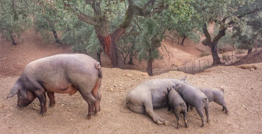 From Seville: Iberian Ham Full-Day Tour to Aracena - Aracena Village Time and Castillo de Aracena