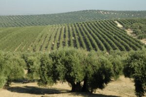 From Seville: Olive Oil Farm Tour - Olive orchard walk: why tree care is the real starting point