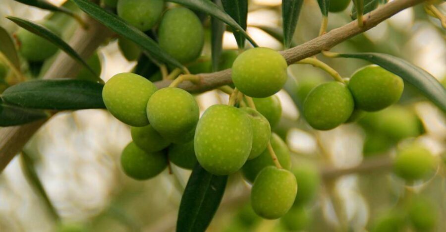 From Seville: Olive Oil Farm Tour - The tasting session: sweet, bitter, spicy, and how to make sense of it