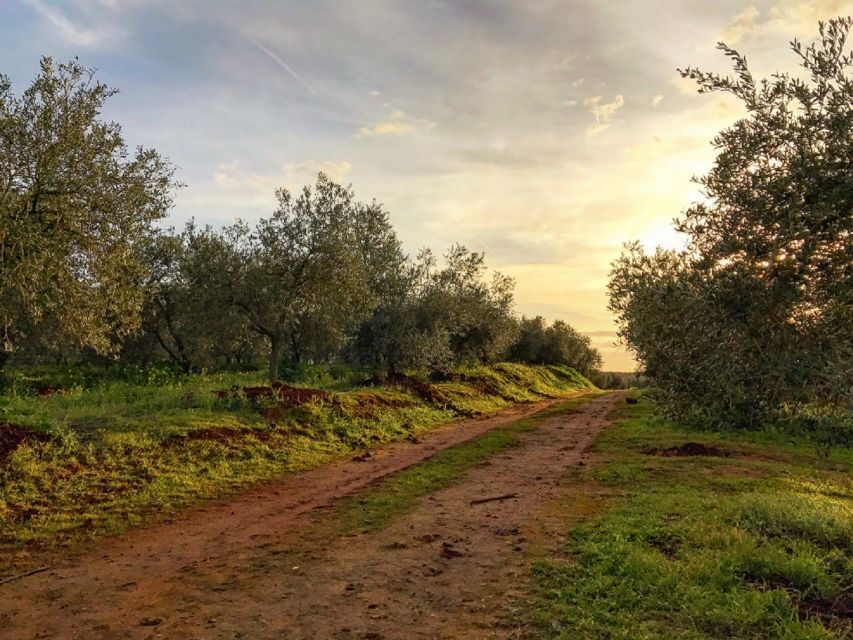 From Seville: Olive Oil Farm Tour - Practical prep: what to bring and who should skip it