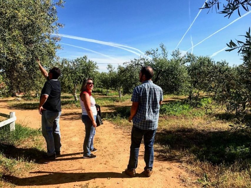 From Seville: Olive Oil Farm Tour - Should you book this olive oil farm tour near Seville?