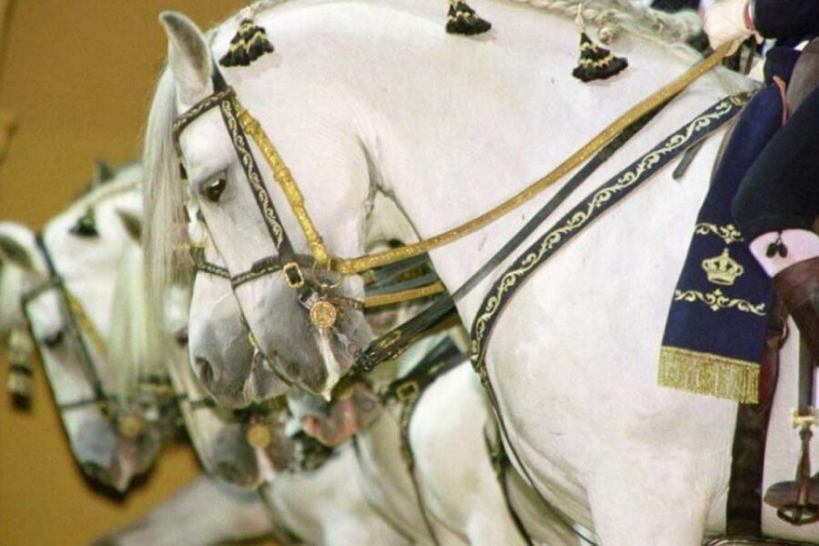 From Seville: Tour of Jerez with Horse Show & Wine Tasting - The show seats and the “free time” reality