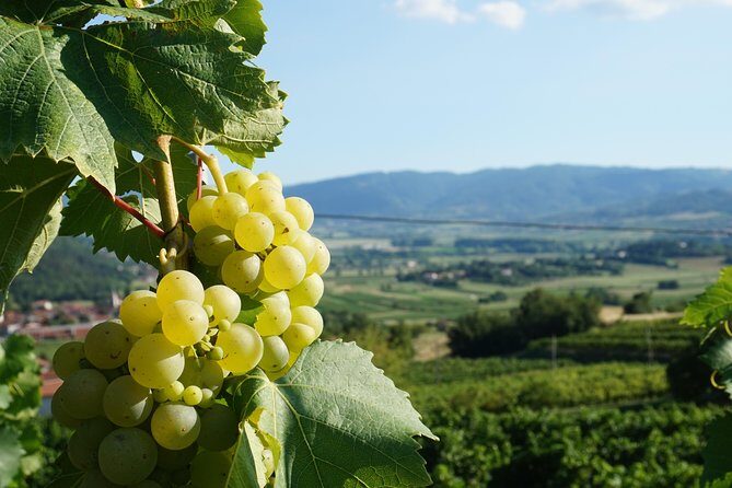From Seville: Wine Tourism Half Day Tour - Guide and Group Size: The Difference Between OK and Great