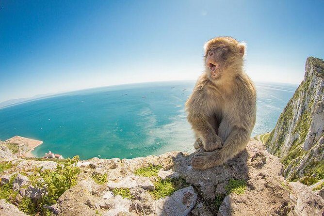 Gibraltar Day Trip from Seville - Key highlights at a glance