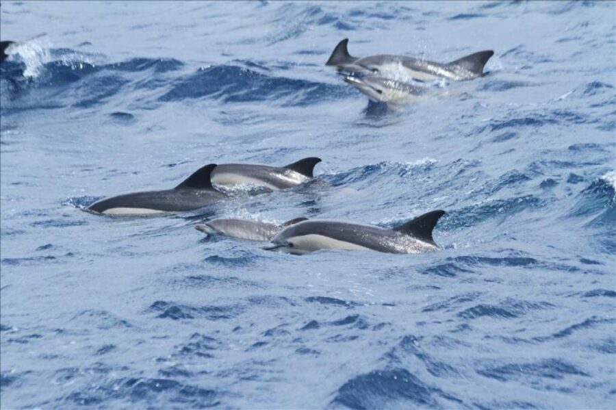 Gibraltar Dolphins Watching Day Trip from Seville - Key things to know before you go