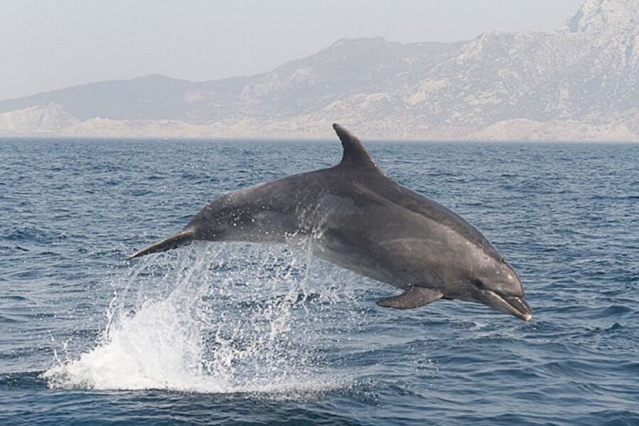 Gibraltar Dolphins Watching Day Trip from Seville - Dolphins in the Strait of Gibraltar, then a Gibraltar afternoon
