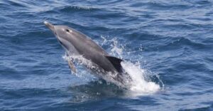Gibraltar Dolphins Watching Day Trip from Seville - How the day trip runs from Seville to dolphins to city time