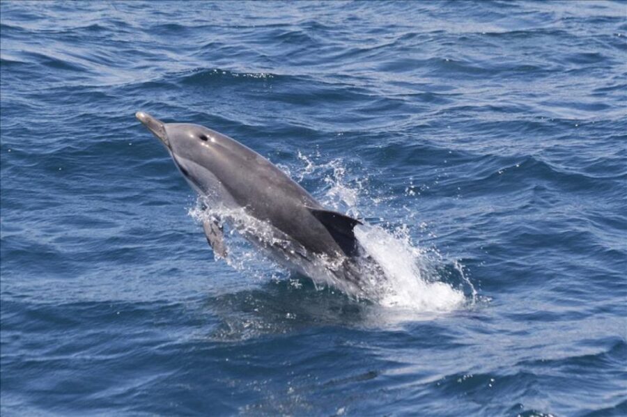 Gibraltar Dolphins Watching Day Trip from Seville - The UNESCO Biosphere Reserve waters: what you are really watching for
