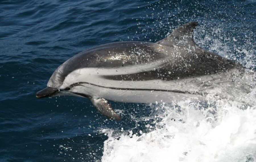 Gibraltar Dolphins Watching Day Trip from Seville - Gibraltar City free time: how to use it well