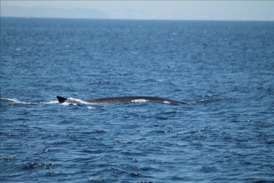 Gibraltar Dolphins Watching Day Trip from Seville - Guide style and language: what you’ll notice on board