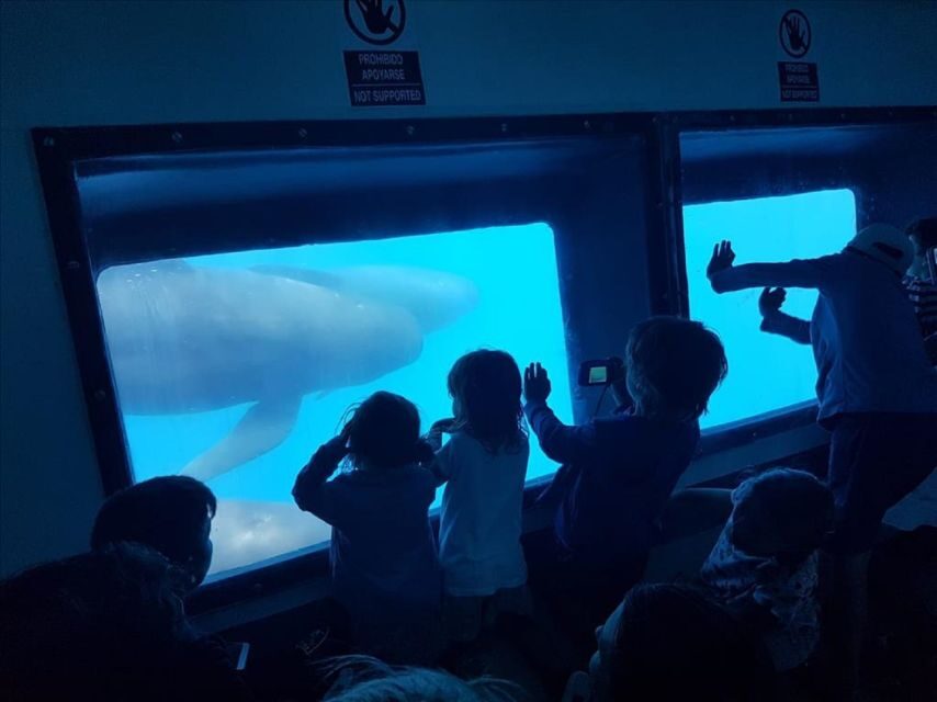 Gibraltar Dolphins Watching Day Trip from Seville - Logistics reality check: timing, meeting points, and timing gaps