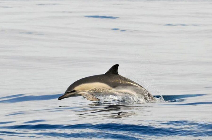 Gibraltar Dolphins Watching Day Trip from Seville - What to bring (and what not to do)