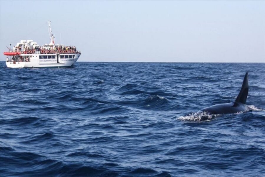 Gibraltar Dolphins Watching Day Trip from Seville - Who this tour is best for (and who should skip it)
