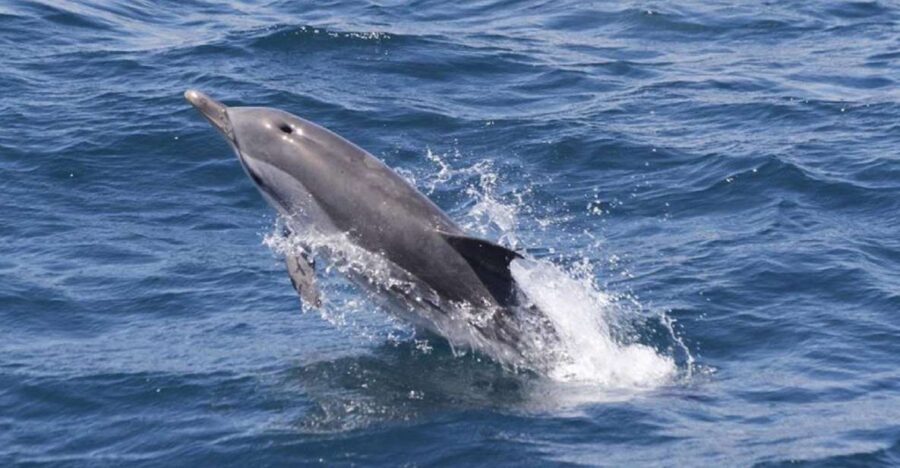 Gibraltar Dolphins Watching Day Trip from Seville - How the day trip runs from Seville to dolphins to city time