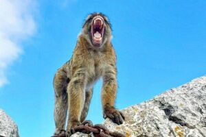 Gibraltar Private Daytrip From Sevilla - Apes Den: spotting the baboons and getting your bearings fast