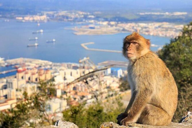 Gibraltar private tour from Seville including the upper rock - The Gibraltar Story You’ll Actually Remember