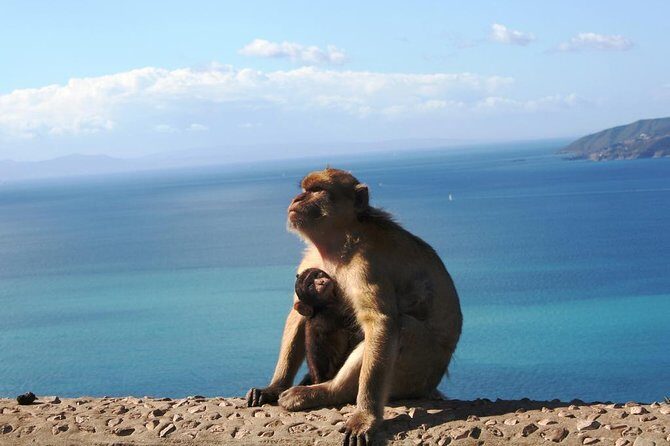 Gibraltar with Rock of Gibraltar & St. Michael Cave from Seville - Gibraltar from Seville in one day: what the schedule really feels like