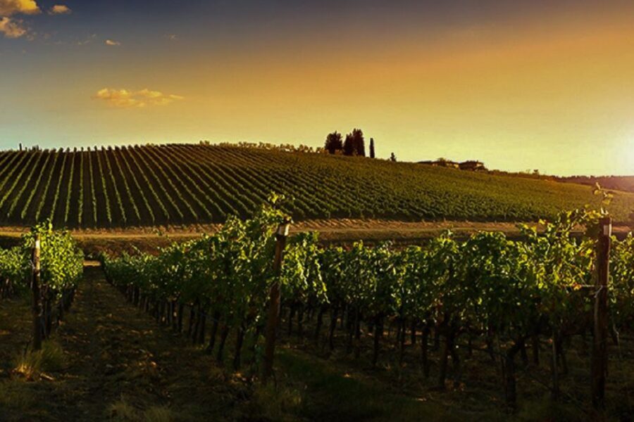 Half-Day Wine Tour in Andalusia in small group - The Wine Tasting: Expect Several Samples, Not One Quick Sip