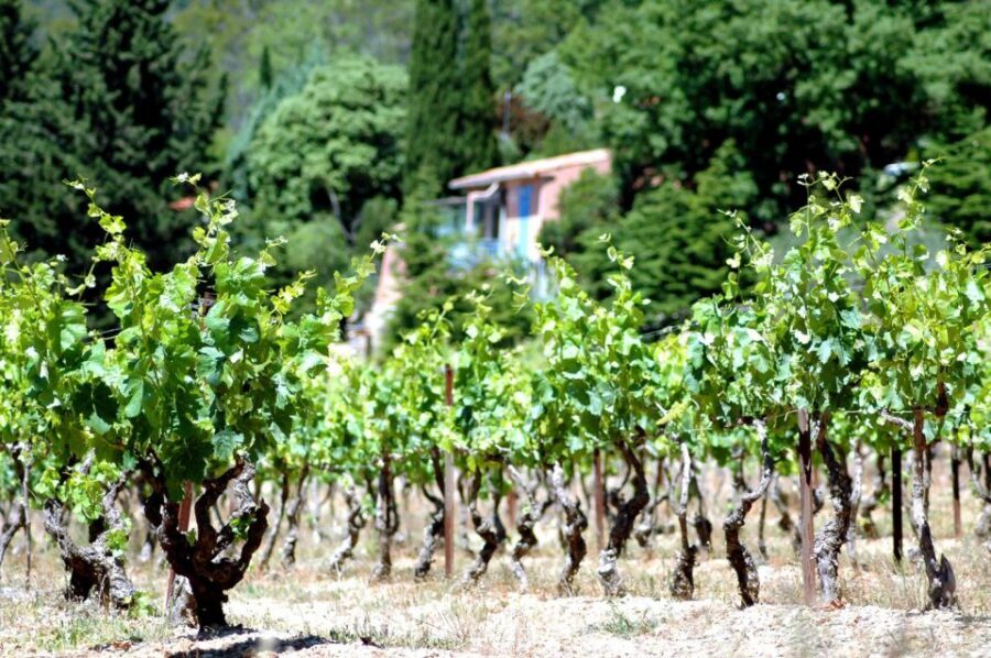 Half-Day Wine Tour in Andalusia in small group - Shared vs Private Tour: When Small Group Really Matters