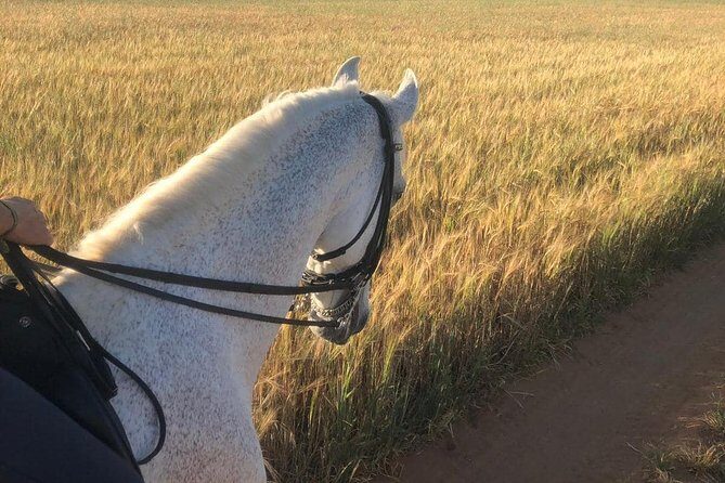Horseback riding around Doñana National Park - The Trail Ride: Olive Groves, Almonds, Oranges, and Pine Forests
