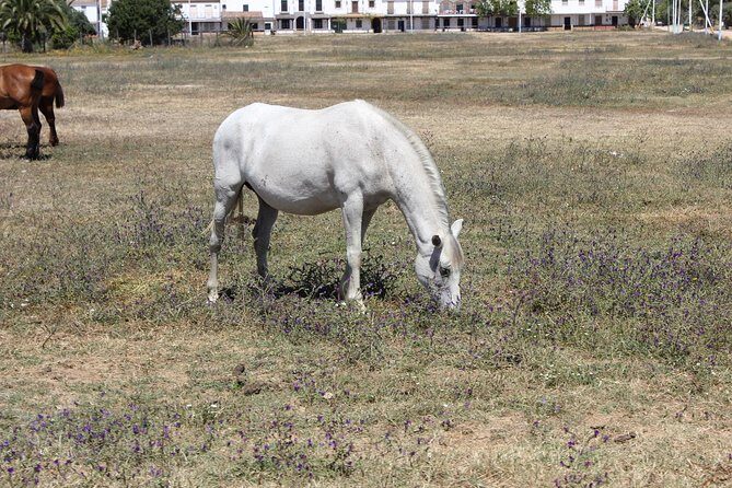 Horseback Riding Experience in Aljarafe, Doñana park from Seville - Andalusian horses and Aljarafe country: what makes this ride special