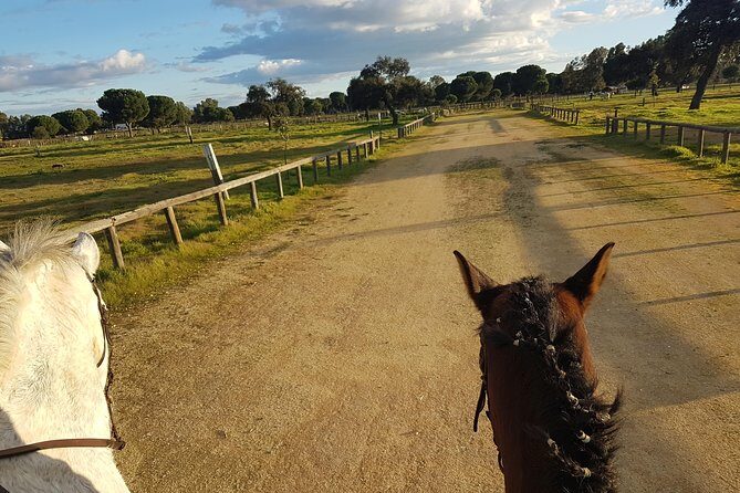 Horseback Riding Experience in Aljarafe, Doñana park from Seville - Time on the horse vs. time in the van: the real schedule vibe