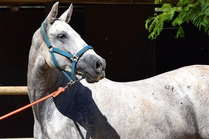 Horseback Riding Experience in Aljarafe, Doñana park from Seville - Getting started at C. Trajano in Casco Antiguo
