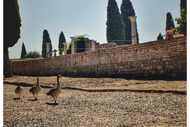 Italica 2-Hour Private Guided Tour - Walking time, comfort, and weather realities
