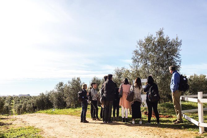 Oleotourism and olive oil tasting in Seville - Private tour - Getting there without stress: transport, timing, and English guide
