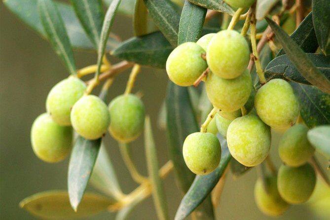 Oleotourism and olive oil tasting in Seville - Private tour - Snack pairings that make the tasting actually stick