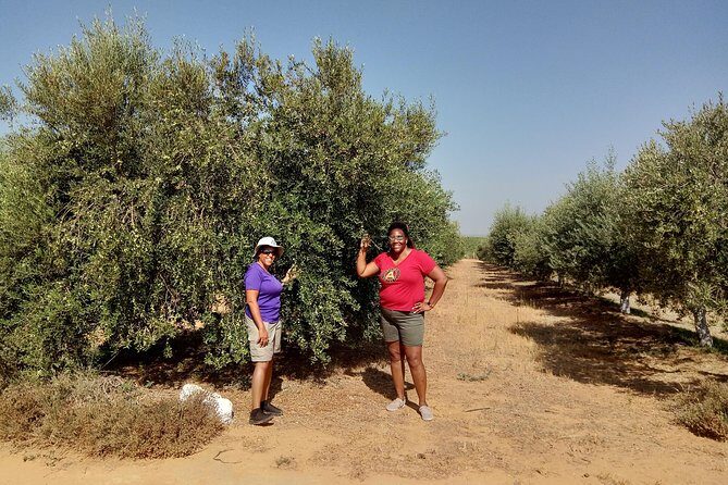 Olive Oil Farm Tour with Tasting from Seville - Key Highlights I’d Plan Around