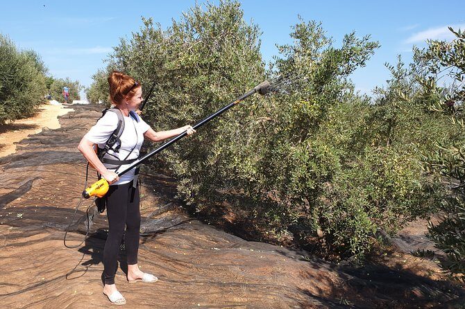 Olive Oil Farm Tour with Tasting from Seville - The Tasting: How to Taste Bitter, Sweet, and Peppery EVOO