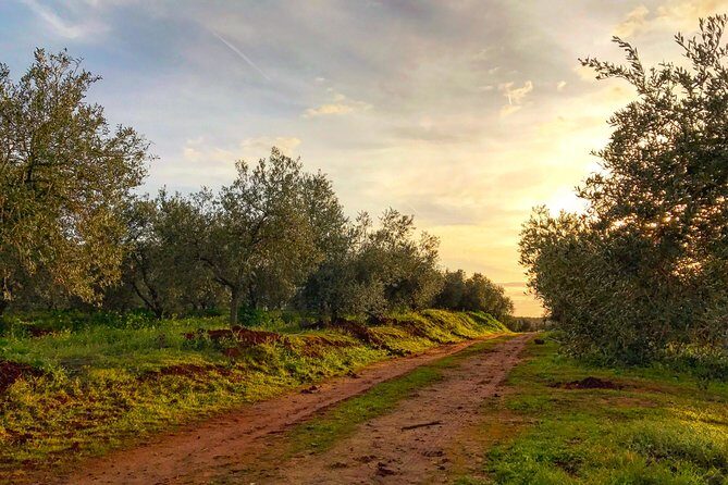 Olive Oil Farm Tour with Tasting from Seville - Buying Bottles at the Shop: Turning Knowledge Into Souvenirs