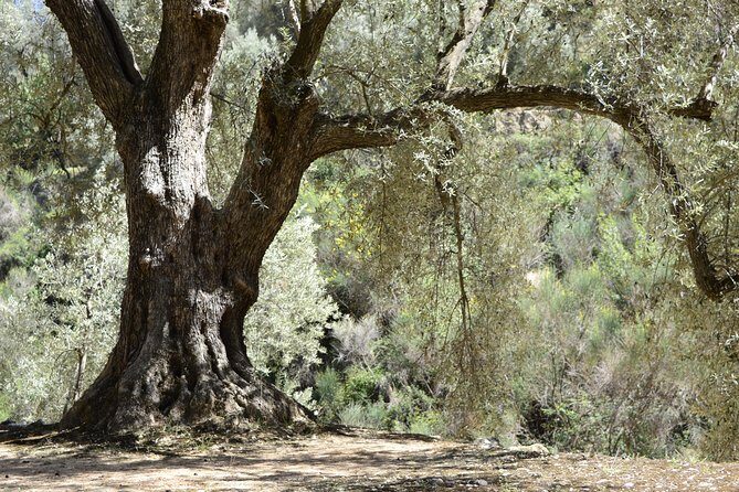 Olive Oil Farm Tour with Tasting from Seville - Getting From Seville to Basilippo: Pickup and Road Time Reality Check