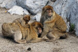 Private Gibraltar Day Tour from Seville - The Rock of Gibraltar: included admission and guided focus