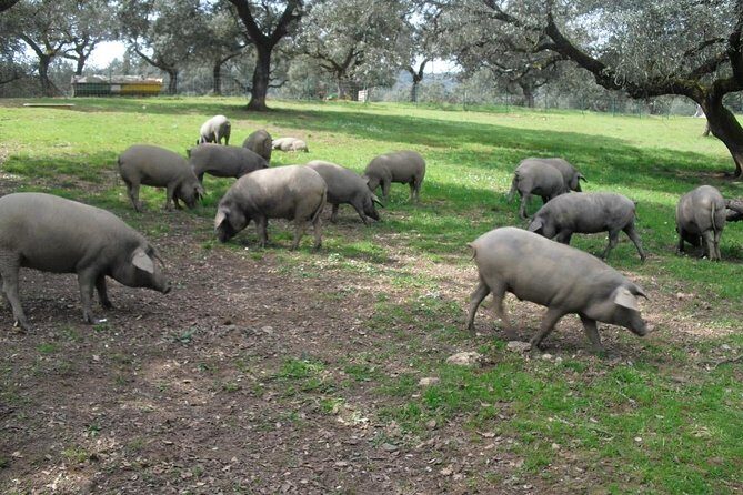 Private Iberian ham tour to the Sierra de Aracena - The Iberian pig farm walk: acorns, cork trees, and how the day starts for the animals