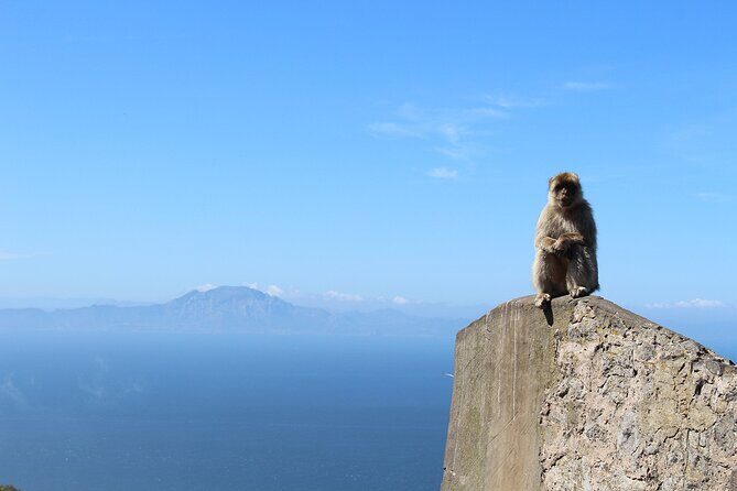 Private Tour: Day through Gibraltar and Morocco, Tangier from Seville - Cape Spartel and the Camels: Animal Time That Feels Like a Real Memory