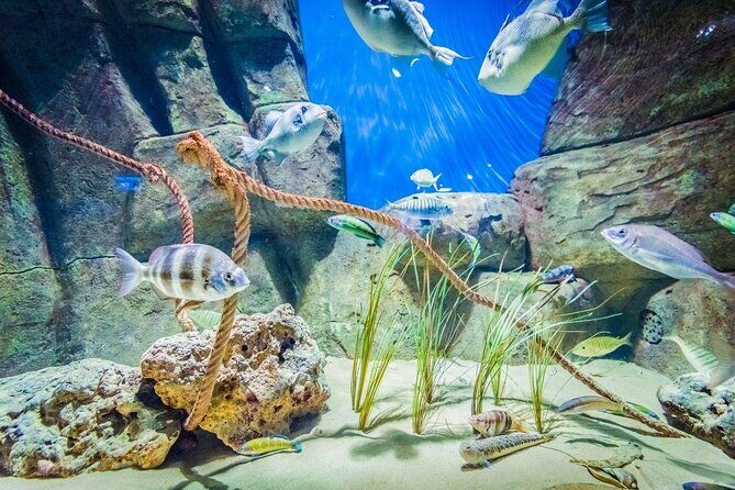 Seville Aquarium Admission Ticket - Why the Seville Aquarium Feels Like a World Voyage